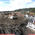 15_45-nest.jpg