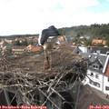 16_10-nest.jpg