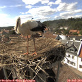 16_15-nest.jpg