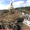 16_20-nest.jpg