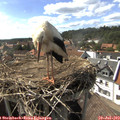 16_25-nest.jpg