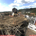 16_30-nest.jpg