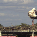 16_35-mast.jpg