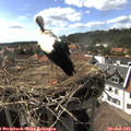 16_35-nest.jpg