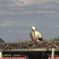16_40-mast.jpg