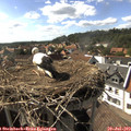 16_40-nest.jpg
