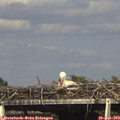 16_45-mast.jpg