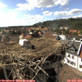 16_45-nest.jpg