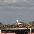 16_50-mast.jpg