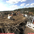 16_50-nest.jpg