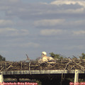 17_00-mast.jpg