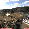 17_00-nest.jpg