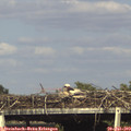 17_05-mast.jpg