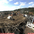 17_05-nest.jpg