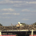 17_10-mast.jpg