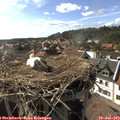 17_10-nest.jpg