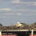 17_15-mast.jpg