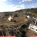 17_15-nest.jpg