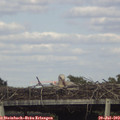 17_20-mast.jpg
