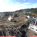 17_20-nest.jpg