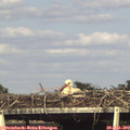 17_30-mast.jpg