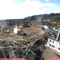 17_30-nest.jpg