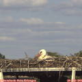17_35-mast.jpg