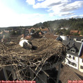 17_35-nest.jpg
