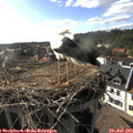 17_40-nest.jpg