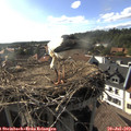 17_45-nest.jpg