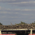 17_50-mast.jpg