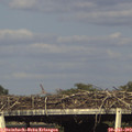 17_55-mast.jpg