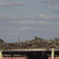 18_00-mast.jpg