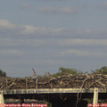 18_05-mast.jpg