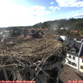 18_05-nest.jpg