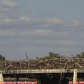 18_20-mast.jpg