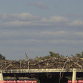 18_25-mast.jpg