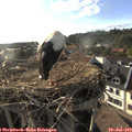18_30-nest.jpg