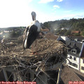 18_35-nest.jpg