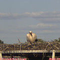 18_40-mast.jpg
