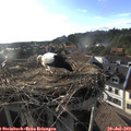 18_40-nest.jpg