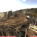 18_50-nest.jpg