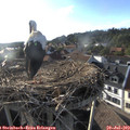 18_55-nest.jpg