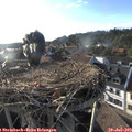 19_00-nest.jpg