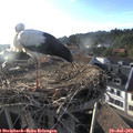 19_05-nest.jpg