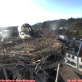 19_10-nest.jpg