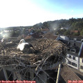 19_15-nest.jpg