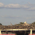 19_20-mast.jpg