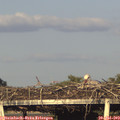 19_25-mast.jpg