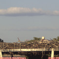 19_30-mast.jpg